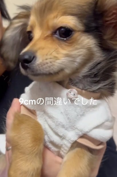 9センチだったガルウイングちゃん
