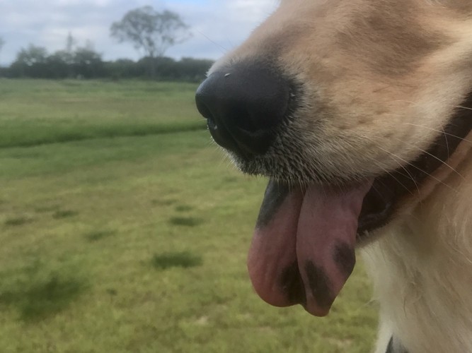 我が家の犬には舌斑が沢山。母犬も兄弟犬も皆舌斑が。