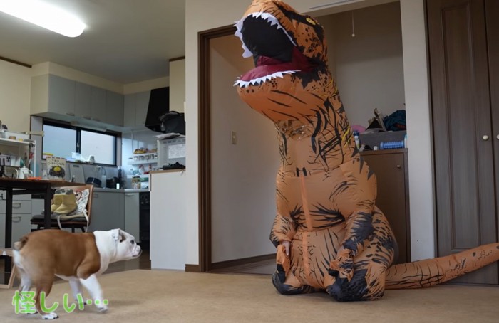 距離をとり様子を見るブルドッグ