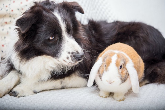 垂れ耳のウサギを見つめる犬