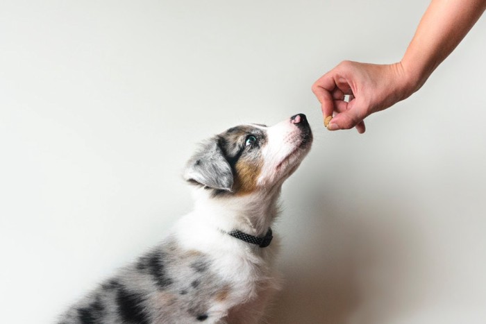 おやつを差し出される犬