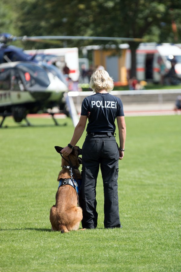 警察官の隣に座る警察犬の後ろ姿