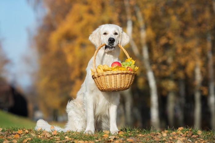 果物の入ったカゴをくわえる犬