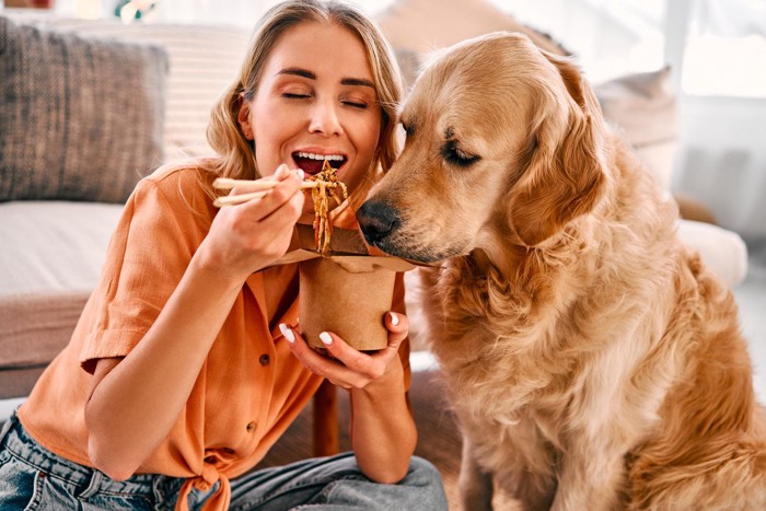 やきそばが欲しそうな犬