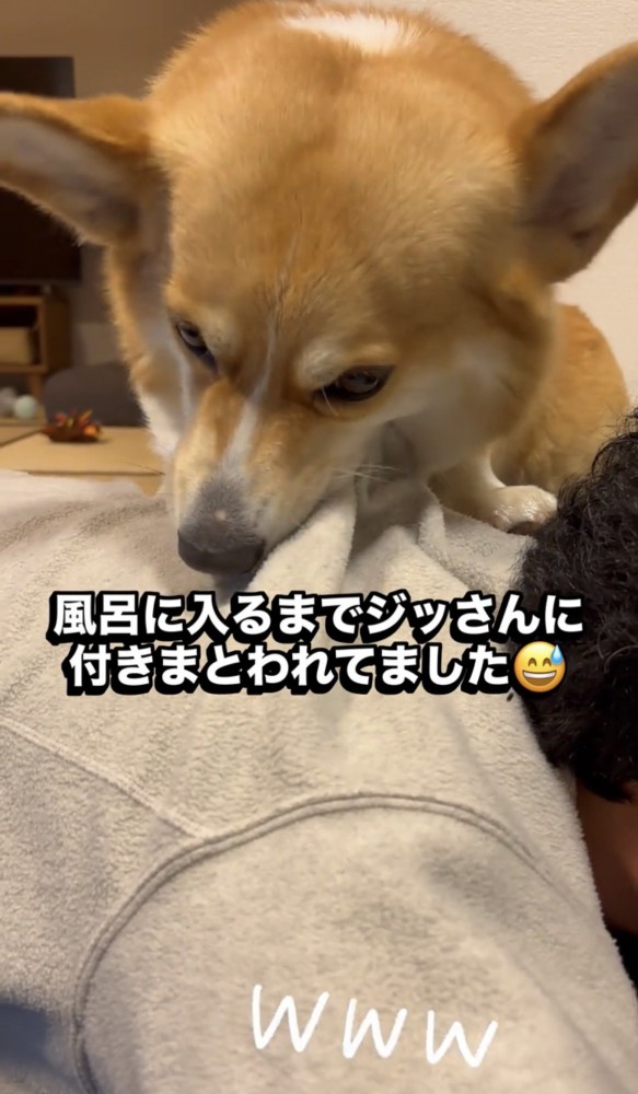 服に食らいつく犬
