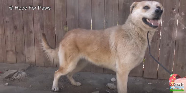 荒い呼吸をする犬