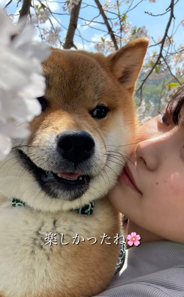 桜と寄り添う犬と人