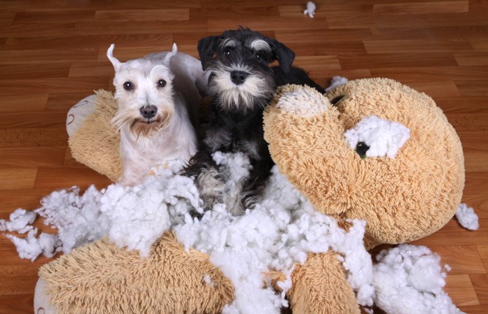 ぬいぐるみの綿を出した二頭の犬