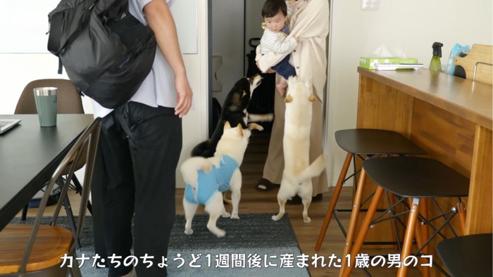 伸びをする3匹の犬