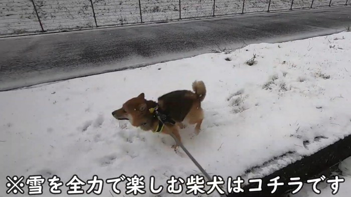 初めての雪に喜ぶおにぎり君6