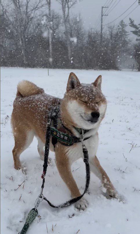 雪の中のむぎ茶くん6