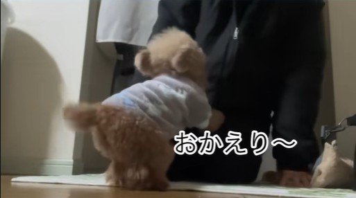 ちびちゃんのお出迎え2