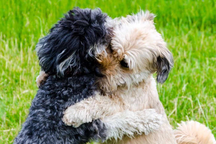 抱き合う犬