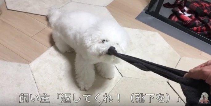 靴下を噛むわたまるくん