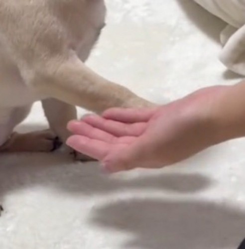 飼い主の手のひらから少し離れたところに前足を置く子犬