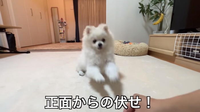 正面からフセをするペコちゃん