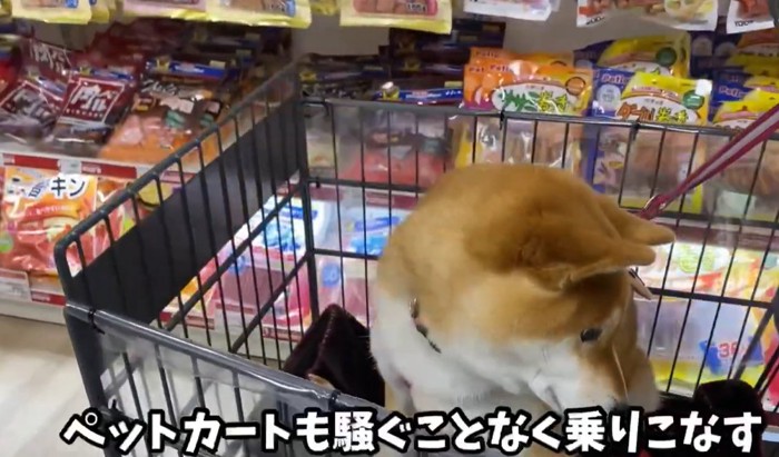 横を向く犬
