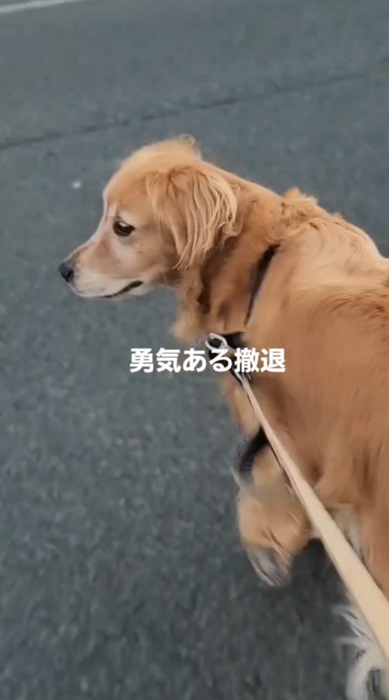 着ぐるみを見つめながら交差点を歩く犬