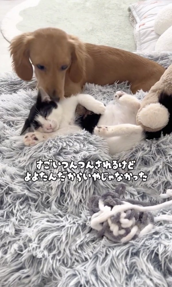 ツンツン