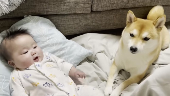 赤ちゃんと柴犬