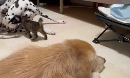 獲物はおりおりちゃん！！