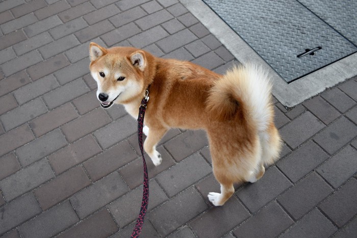 散歩中に振り返る柴犬