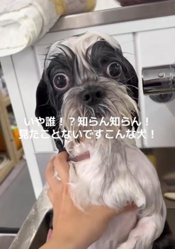 こちらを見つめる犬