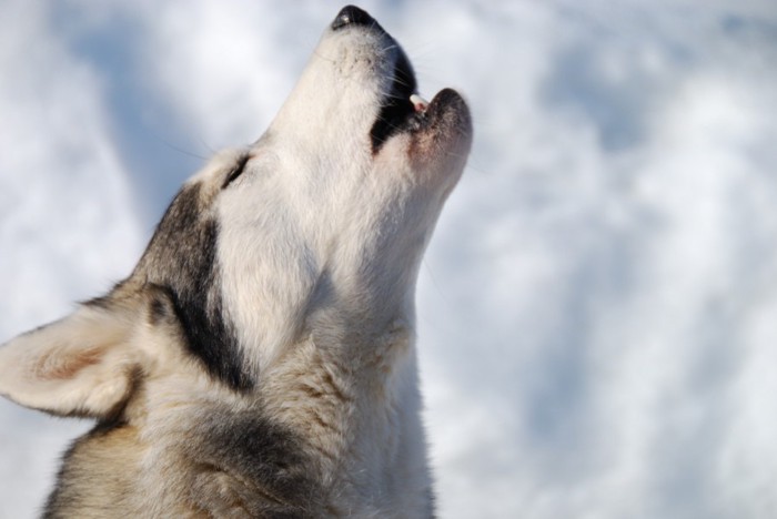 空に向かって吠える犬