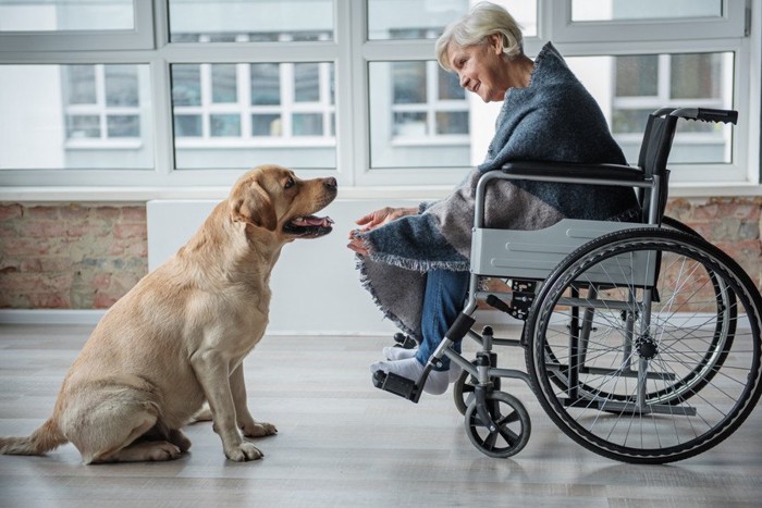 車いすに乗っている人と向き合う犬