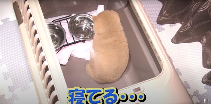 ケージの中で眠る柴犬の子犬