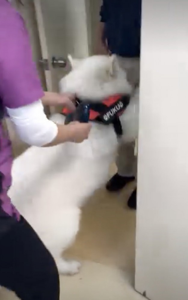 いつもこの歩き方なんだそう