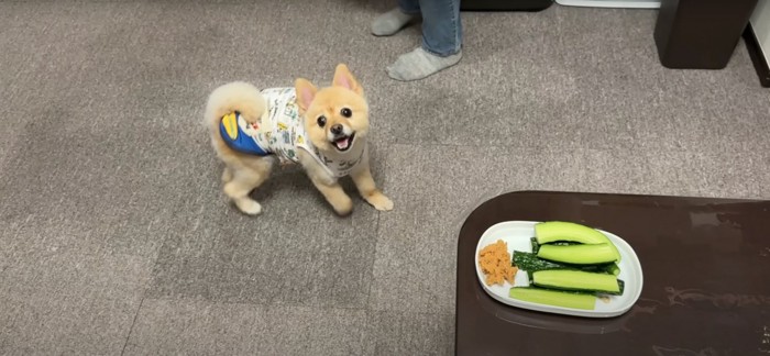 きゅうりの横で吠える犬