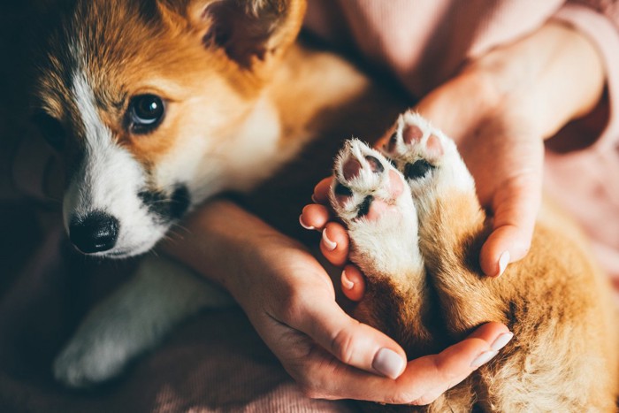 肉球を見せる犬