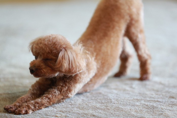 伸びながらお尻を上げている犬