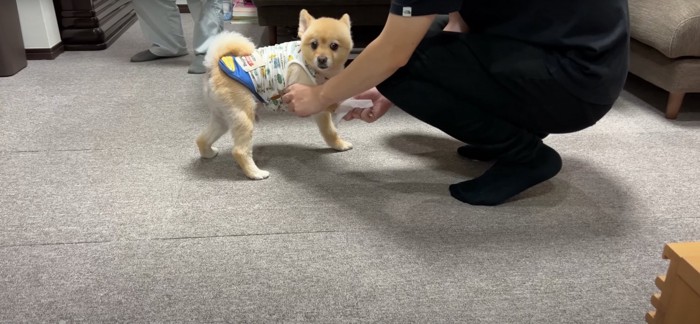 足を拭いてもらう犬