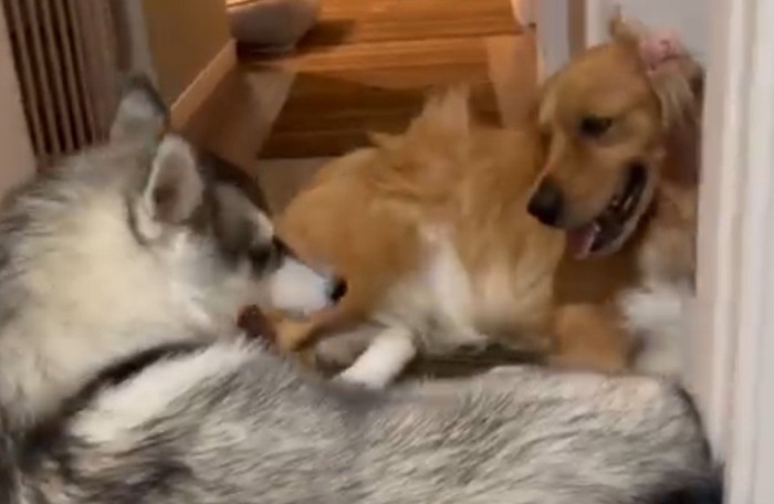 ちょっぴり抗議の視線