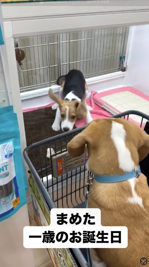 青い首輪をした犬を見て走り出す子犬