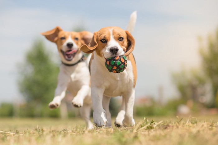 ボールで遊ぶ2匹のビーグル犬