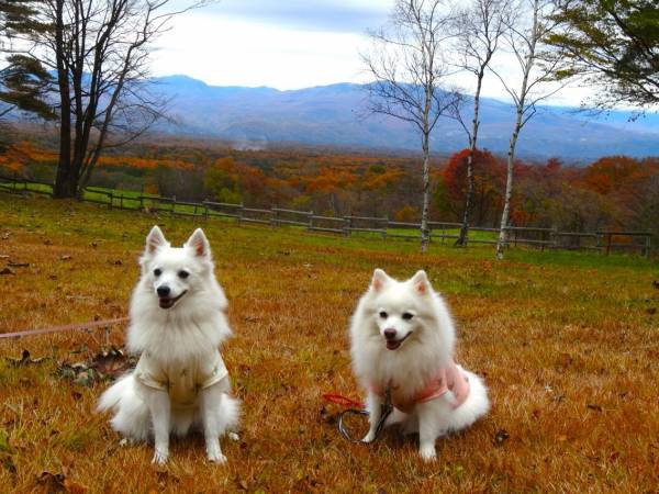 浅間高原をバックに犬