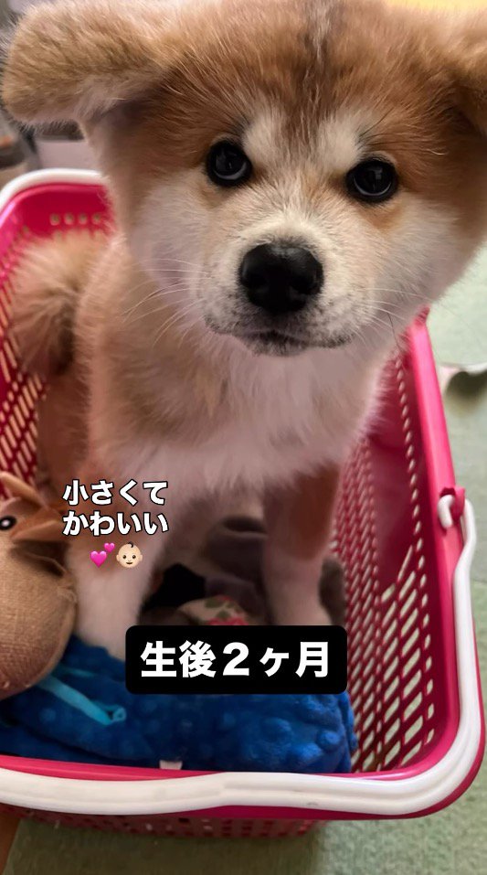 カゴの中に入る子犬