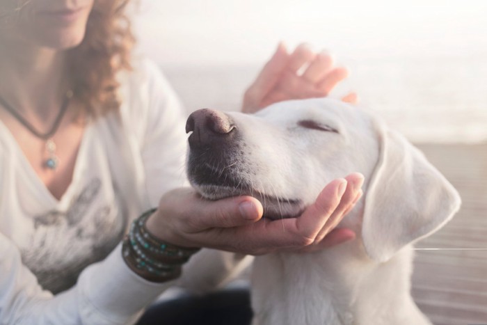 犬の顔周りを撫でる