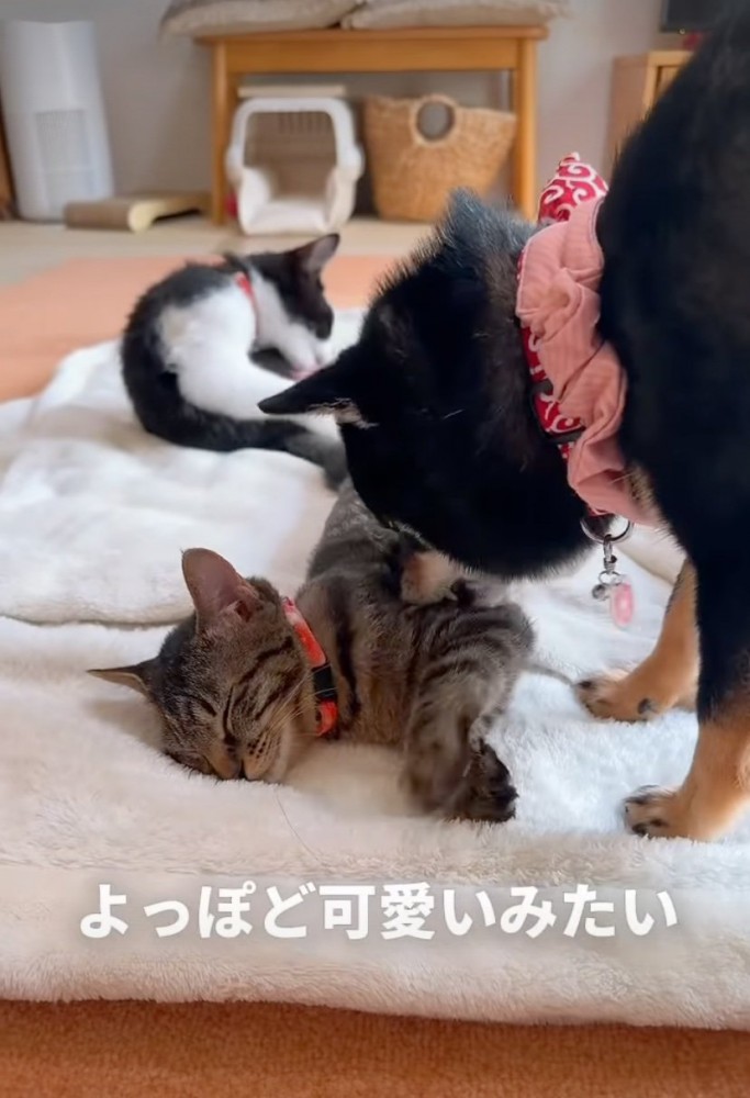 毛繕いする犬
