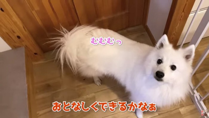 心配なママ