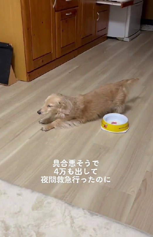 夜中に起きたリンちゃん