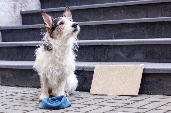 物乞いをする犬犬