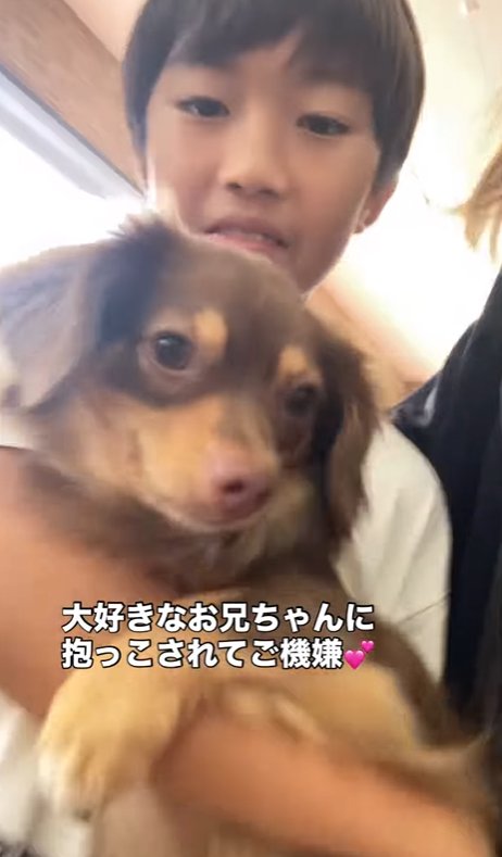 子供に抱っこされている小型犬