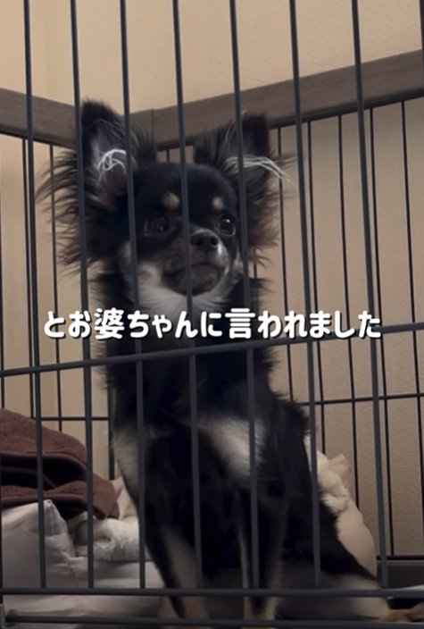 座っている黒い小型犬