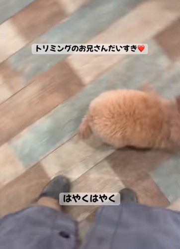 走る犬