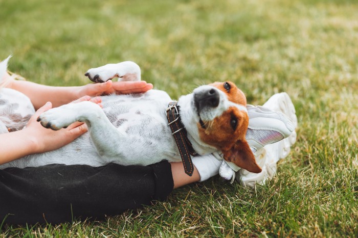 飼い主の足の上で仰向けになってお腹をなでられている犬