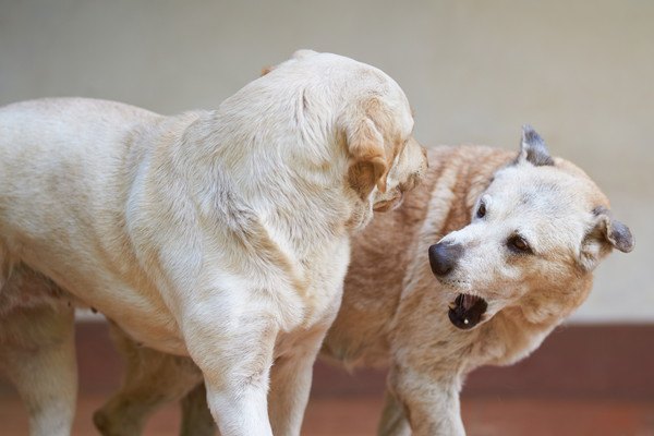 見ている犬と噛もうとする犬